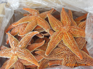 海参岛冷冻粗加工海星 大连特产，批发市场新选择