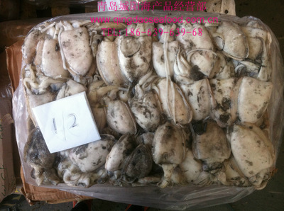 青岛冷冻墨鱼批发 无泡水100/200g规格，品质与保鲜的双重保障
