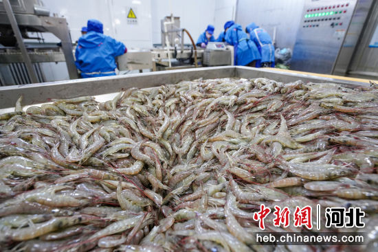 冷冻对虾加工忙 河北滦南水产品冷冻加工产业的新春图景