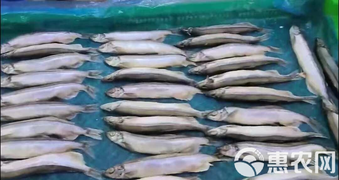 多春鱼 满籽新鲜，冷冻锁住海洋的馈赠